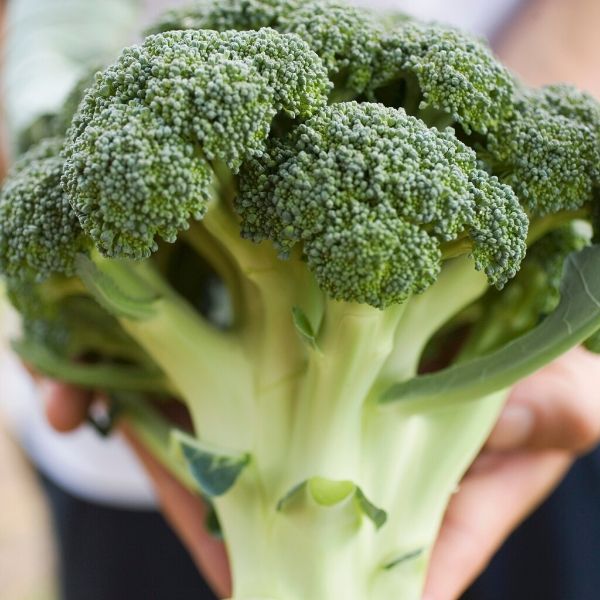 Broccoli (average weight 400g) The Brand Family